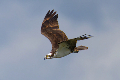 Osprey dive